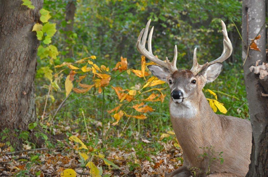 Pictures for Whitetails Unlimited Taxidermy in Zeeland, MI 49464
